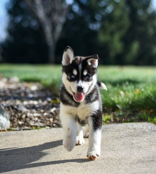 Pomsky Puppies For Sale - Windy City Pups